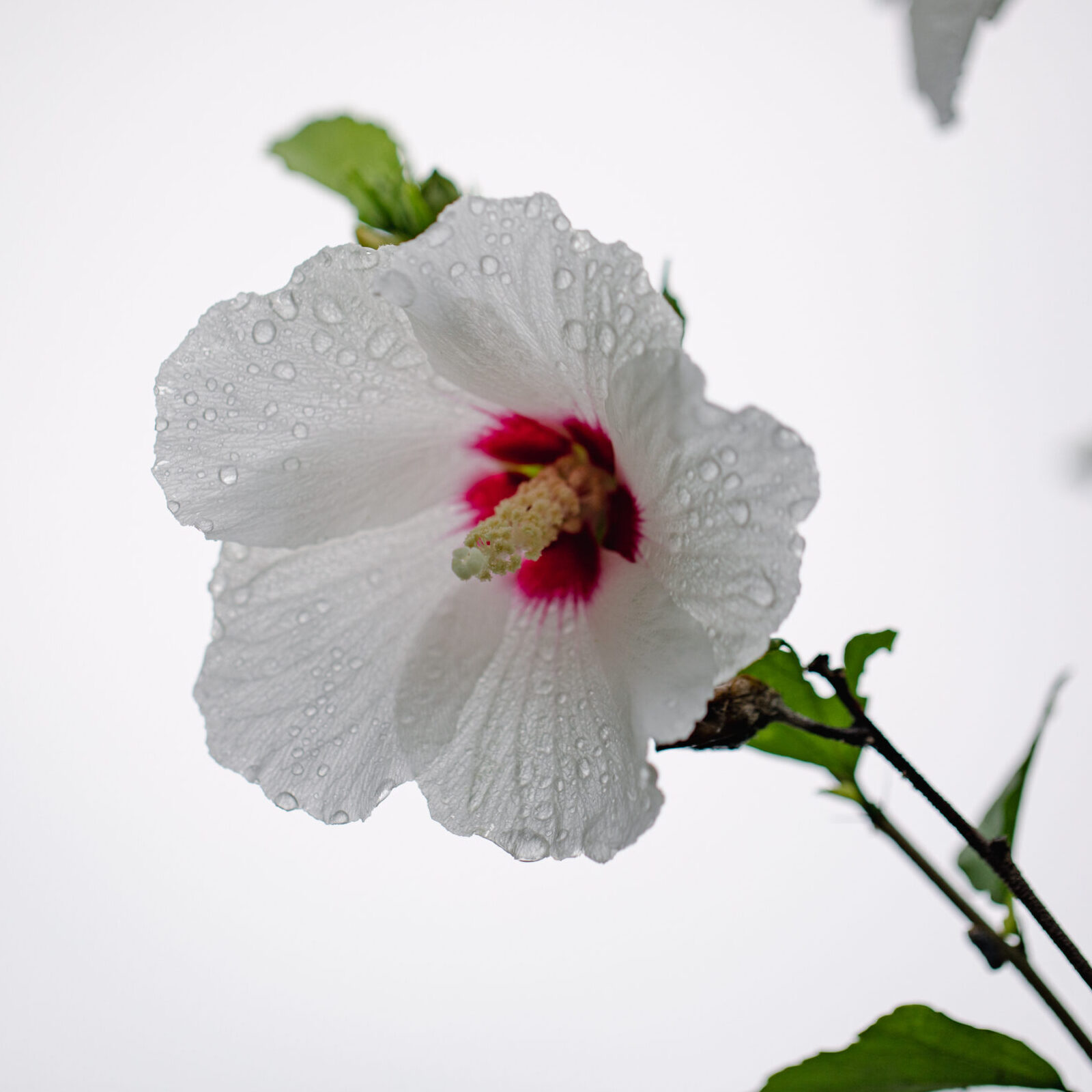 CK_tc00420003159