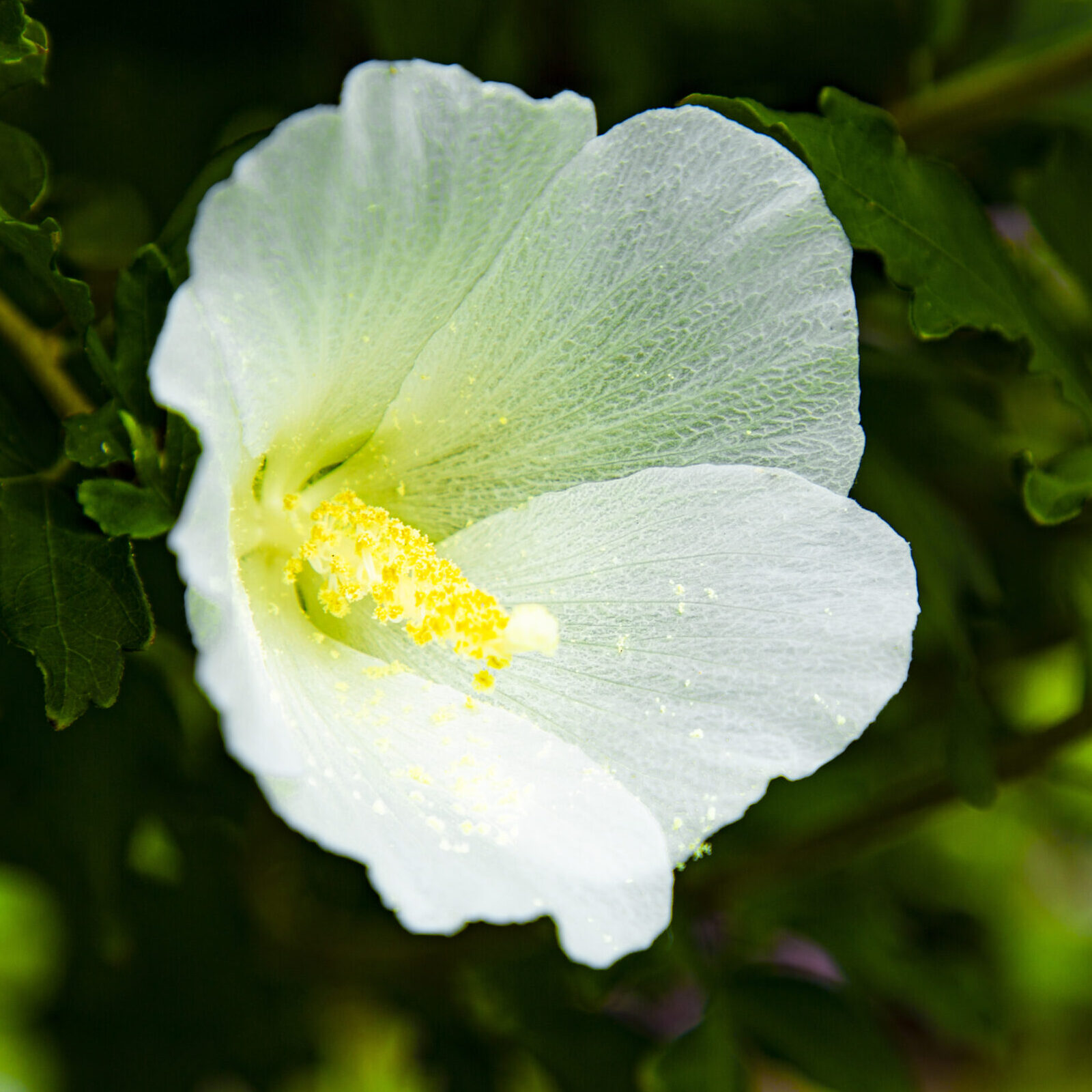 CK_tc02820000232
